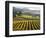Vineyard at Domaine Carneros Winery, Sonoma Valley, California, USA-null-Framed Photographic Print