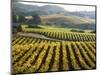 Vineyard at Domaine Carneros Winery, Sonoma Valley, California, USA-null-Mounted Photographic Print