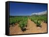 Vineyard at Foot of Mont Ste.-Victoire, Near Aix-En-Provence, Bouches-Du-Rhone, Provence, France-Tomlinson Ruth-Framed Stretched Canvas