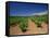 Vineyard at Foot of Mont Ste.-Victoire, Near Aix-En-Provence, Bouches-Du-Rhone, Provence, France-Tomlinson Ruth-Framed Stretched Canvas