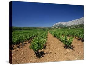 Vineyard at Foot of Mont Ste.-Victoire, Near Aix-En-Provence, Bouches-Du-Rhone, Provence, France-Tomlinson Ruth-Stretched Canvas