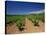 Vineyard at Foot of Mont Ste.-Victoire, Near Aix-En-Provence, Bouches-Du-Rhone, Provence, France-Tomlinson Ruth-Stretched Canvas