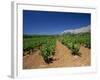 Vineyard at Foot of Mont Ste.-Victoire, Near Aix-En-Provence, Bouches-Du-Rhone, Provence, France-Tomlinson Ruth-Framed Photographic Print