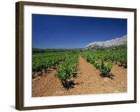 Vineyard at Foot of Mont Ste.-Victoire, Near Aix-En-Provence, Bouches-Du-Rhone, Provence, France-Tomlinson Ruth-Framed Photographic Print