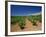 Vineyard at Foot of Mont Ste.-Victoire, Near Aix-En-Provence, Bouches-Du-Rhone, Provence, France-Tomlinson Ruth-Framed Photographic Print