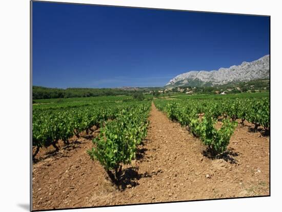 Vineyard at Foot of Mont Ste.-Victoire, Near Aix-En-Provence, Bouches-Du-Rhone, Provence, France-Tomlinson Ruth-Mounted Photographic Print