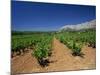 Vineyard at Foot of Mont Ste.-Victoire, Near Aix-En-Provence, Bouches-Du-Rhone, Provence, France-Tomlinson Ruth-Mounted Photographic Print