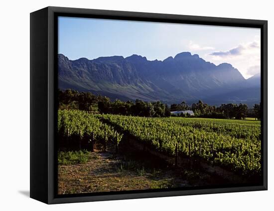 Vineyard at Franschoek, Western Cape, South Africa-John Warburton-lee-Framed Stretched Canvas