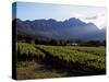 Vineyard at Franschoek, Western Cape, South Africa-John Warburton-lee-Stretched Canvas