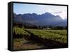 Vineyard at Franschoek, Western Cape, South Africa-John Warburton-lee-Framed Stretched Canvas