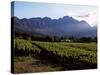 Vineyard at Franschoek, Western Cape, South Africa-John Warburton-lee-Stretched Canvas