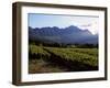 Vineyard at Franschoek, Western Cape, South Africa-John Warburton-lee-Framed Photographic Print