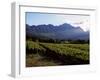 Vineyard at Franschoek, Western Cape, South Africa-John Warburton-lee-Framed Photographic Print