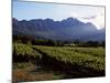 Vineyard at Franschoek, Western Cape, South Africa-John Warburton-lee-Mounted Photographic Print