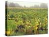 Vineyard at Harvest Time in Fog, Tuscany, Italy-Merrill Images-Stretched Canvas