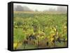 Vineyard at Harvest Time in Fog, Tuscany, Italy-Merrill Images-Framed Stretched Canvas