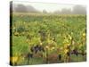 Vineyard at Harvest Time in Fog, Tuscany, Italy-Merrill Images-Stretched Canvas