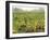 Vineyard at Harvest Time in Fog, Tuscany, Italy-Merrill Images-Framed Photographic Print