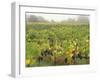 Vineyard at Harvest Time in Fog, Tuscany, Italy-Merrill Images-Framed Photographic Print