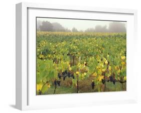 Vineyard at Harvest Time in Fog, Tuscany, Italy-Merrill Images-Framed Photographic Print