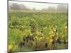 Vineyard at Harvest Time in Fog, Tuscany, Italy-Merrill Images-Mounted Photographic Print