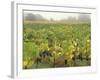 Vineyard at Harvest Time in Fog, Tuscany, Italy-Merrill Images-Framed Photographic Print