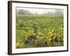 Vineyard at Harvest Time in Fog, Tuscany, Italy-Merrill Images-Framed Photographic Print