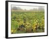 Vineyard at Harvest Time in Fog, Tuscany, Italy-Merrill Images-Framed Photographic Print