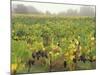 Vineyard at Harvest Time in Fog, Tuscany, Italy-Merrill Images-Mounted Photographic Print