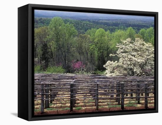 Vineyard at Monticello, Thomas Jefferson's Home in Charlottesville, Virginia-null-Framed Stretched Canvas