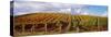 Vineyard at Napa Valley, California, USA-null-Stretched Canvas