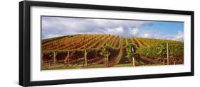 Vineyard at Napa Valley, California, USA-null-Framed Photographic Print