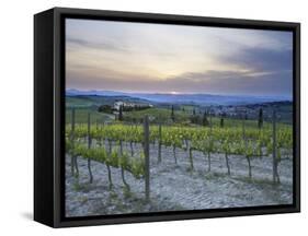 Vineyard at Sunset Above the Village of Torrenieri, Near San Quirico D'Orcia, Tuscany-Lee Frost-Framed Stretched Canvas