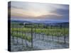 Vineyard at Sunset Above the Village of Torrenieri, Near San Quirico D'Orcia, Tuscany-Lee Frost-Stretched Canvas