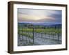 Vineyard at Sunset Above the Village of Torrenieri, Near San Quirico D'Orcia, Tuscany-Lee Frost-Framed Photographic Print