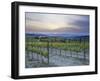 Vineyard at Sunset Above the Village of Torrenieri, Near San Quirico D'Orcia, Tuscany-Lee Frost-Framed Photographic Print