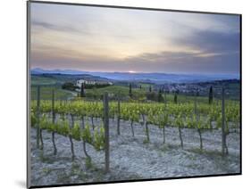 Vineyard at Sunset Above the Village of Torrenieri, Near San Quirico D'Orcia, Tuscany-Lee Frost-Mounted Photographic Print