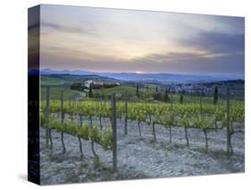 Vineyard at Sunset Above the Village of Torrenieri, Near San Quirico D'Orcia, Tuscany-Lee Frost-Stretched Canvas