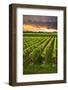 Vineyard at Sunset in Niagara Peninsula, Ontario, Canada.-elenathewise-Framed Photographic Print