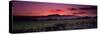 Vineyard at Sunset, Napa Valley, California, USA-null-Stretched Canvas
