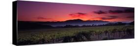 Vineyard at Sunset, Napa Valley, California, USA-null-Stretched Canvas