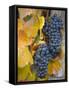 Vineyard, Bacharach, Rhine Valley, Germany-Doug Pearson-Framed Stretched Canvas