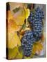 Vineyard, Bacharach, Rhine Valley, Germany-Doug Pearson-Stretched Canvas