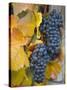 Vineyard, Bacharach, Rhine Valley, Germany-Doug Pearson-Stretched Canvas