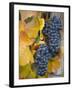 Vineyard, Bacharach, Rhine Valley, Germany-Doug Pearson-Framed Photographic Print