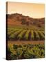 Vineyard, Barossa Valley, South Australia, Australia-Doug Pearson-Stretched Canvas