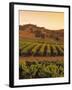 Vineyard, Barossa Valley, South Australia, Australia-Doug Pearson-Framed Photographic Print