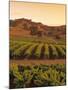 Vineyard, Barossa Valley, South Australia, Australia-Doug Pearson-Mounted Photographic Print