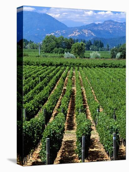 Vineyard, Calistoga, Napa Valley, California-John Alves-Stretched Canvas