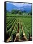 Vineyard, Calistoga, Napa Valley, California-John Alves-Framed Stretched Canvas